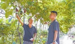 中源果农最新爆料,揭秘水果产业的秘密与挑战